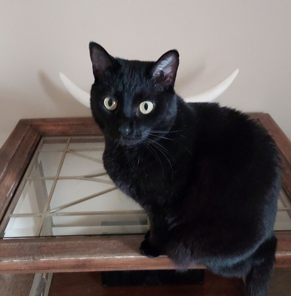 my kitty